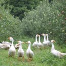 와룡농원 이미지