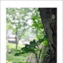 검은여 이미지