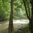 나무사이로 이미지