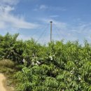 우리손 감곡농장 | 감곡 햇사레 복숭아 농장 천은농장