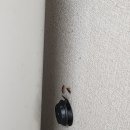 백마청소방역
