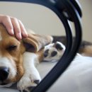 원당동물병원 이미지