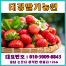 논산친환경딸기/논산딸기수확체험/논산딸기따기/논산딸기농원체험하기/논산딸기잼만들기/논산태경딸기농원