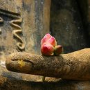 삼장법사 빤냐와로 스님의 “테라와다 이야기” 5- 테라와다 불교의 기준점 이미지