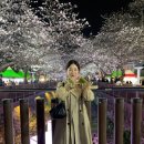 롯데마트(안민터널 방면) | 2026 진해군항제 개화 상황 축제 주차안내, 먹거리 정보