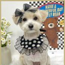 멋내는 애견 이미지