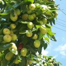 곤지암 할매 소머리국밥 이미지