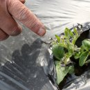 맹씨네 농장 이미지