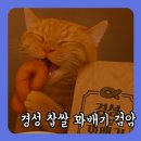 경성꽈배기(검암점) | 아이들과 행복했던 경성꽈배기 탐방기, 식혜까지 감동, 찹쌀 도넛과 치즈볼의 조합