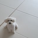 커몽그루밍 이미지