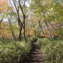성판악탐방로 (Hallasan National Park Seongpanak Tour,漢拏山国立公園城板岳探訪路) 소개,코스,후기,위치