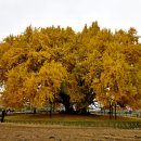 (주)은행나무 이미지