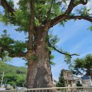 정선초등학교 이미지