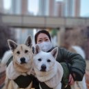 일산애견스쿨 이미지