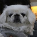 차르도르 애견카페 이미지