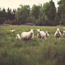 상환농장 이미지