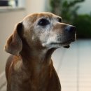 샤인동물메디컬센터 이미지