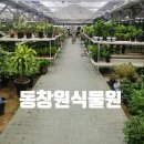 창원 최대규모 화원 &#39;동창원식물원영농조합법인&#39; 구경 및 화분구입 후기