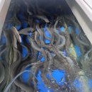 금천장어구이 이미지