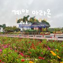 계양1동 주민센터 | 인천 가볼만한 곳｜계양 아라온 국화축제 가는 법, 주차, 위치 총정리