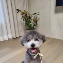 아토,사랑스러워 네이버블로그