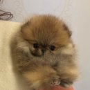 🐶 아이들과 함께 키울 포메 고민하다 김포 하모니 퍼피 다녀왔어요