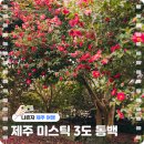 미스틱3도 | 제주시 공항근처 대형카페에서 즐기는 동백꽃 미스틱3도 솔직후기