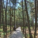 태안군_T13 해변길 6코스(샛별길)_AP4 | [태안해변길 여름산책] 나리꽃 피는 길을 따라 걷다 – 바다·숲·꽃 그리고 수덕골미락