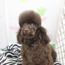 뷰티펫하우스 이미지