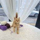 일산고양이분양 라라캣츠 이미지