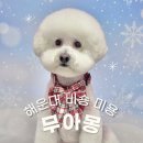 강아지는 미용빨 | 해운대 애견미용 강아지 목욕 비숑 미용실 무아몽에서 멍빨했어요