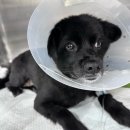 레오메디칼 이미지