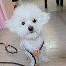 아산 반려견 교육센터 이미지