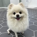 멍그니엘 애견호텔 경기광주점 이미지