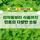 민트 이미지