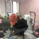 황언니 펫살롱 이미지