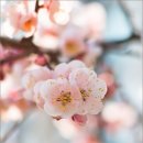 봄날-산책 이미지