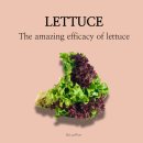 천록(아) | 귀한 식재료 상추, 그동안 몰랐던 놀라운 효능