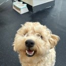 강아지의 하루 | 전주애견호텔 우리 강아지의 즐거운 하루, 멍스쿨 후기