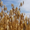 강진된장 영농조합법인 이미지