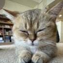 냥이싸롱 이미지