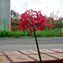 기룡솔밭 이미지