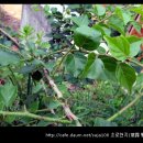 꽃차와 산야초 이미지