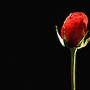 내일비안와요 이미지