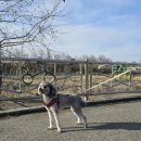 GPS 애견학교 이미지