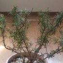 로즈마리 키우는법 물주기 겨울 월동 온도 가지치기 외목대 키우기 이미지