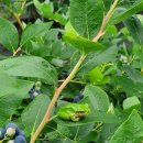 주전블루베리 이미지