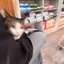 퍼피캣동물병원 | 안산 선부동 동물병원 퍼피캣 동물병원