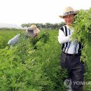 산수리농장 이미지