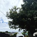 하도탐나 | 제주동쪽 가족숙소추천 세화해수욕장 돌담집감성 하도탐나